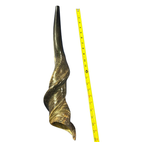 Eland Yemenite Shofar - Genuine Antelope Horn - Around 22" long - Judaica Trumpet Kosher-made Eland antelope horn shofar Eland Horn Trumpet