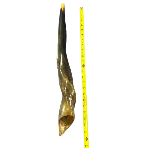 Eland Yemenite Shofar - Genuine Antelope Horn - Around 24" long - Judaica Trumpet Kosher-made Eland antelope horn shofar Eland Horn Trumpet