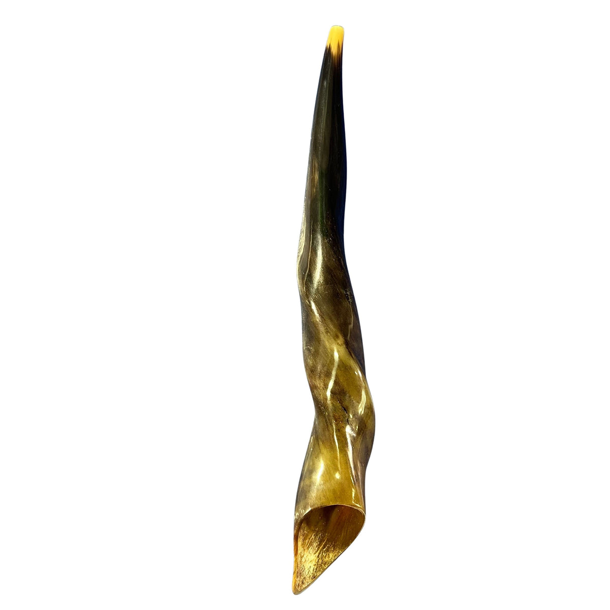 Eland Yemenite Shofar - Genuine Antelope Horn - Around 24" long - Judaica Trumpet Kosher-made Eland antelope horn shofar Eland Horn Trumpet