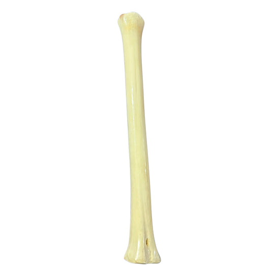 Real Giraffe Leg Bone About 24" long - Polished Giraffe Leg Bone