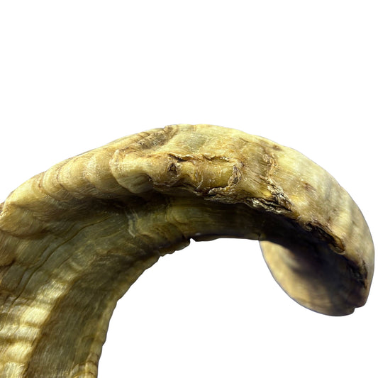 Ram Horn Merino - Genuine Merino Horn Arts and Crafts Antler- Around 25" long Yemenite Ram Horn for Making Shofar - Koshar Made Judaica
