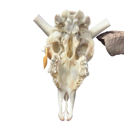 Real Ram Skull - Merino Ram Skull - Size: 21"X13X7" Sheep Skull Horns Wall Art Antler Cowboy Gift, Dad Gift, Western Decor, Man Cave Gift #8