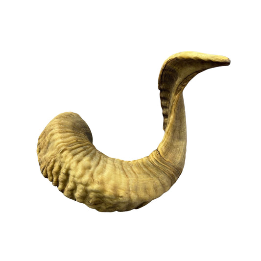 Ram Horn Merino - Genuine Merino Horn Arts and Crafts Antler- Around 25" long Yemenite Ram Horn for Making Shofar - Koshar Made Judaica