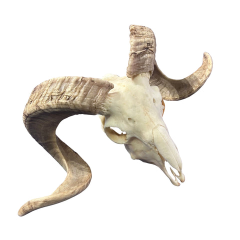 Real Ram Skull - Merino Ram Skull - Size: 21"X13X7" Sheep Skull Horns Wall Art Antler Cowboy Gift, Dad Gift, Western Decor, Man Cave Gift #8