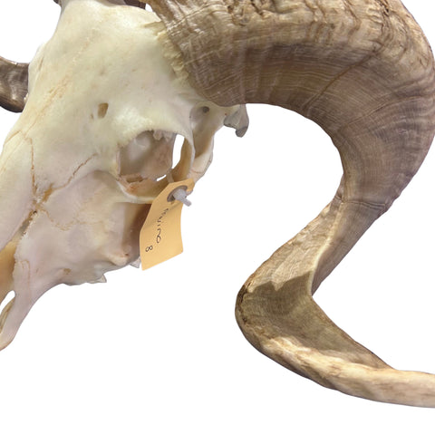 Real Ram Skull - Merino Ram Skull - Size: 21"X13X7" Sheep Skull Horns Wall Art Antler Cowboy Gift, Dad Gift, Western Decor, Man Cave Gift #8