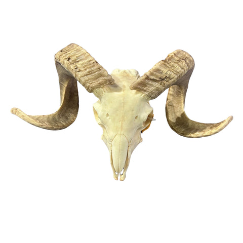 Real Ram Skull - Merino Ram Skull - Size: 21"X13X7" Sheep Skull Horns Wall Art Antler Cowboy Gift, Dad Gift, Western Decor, Man Cave Gift #8