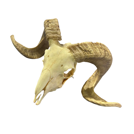 Real Ram Skull - Merino Ram Skull - Size: 21"X13X7" Sheep Skull Horns Wall Art Antler Cowboy Gift, Dad Gift, Western Decor, Man Cave Gift #8