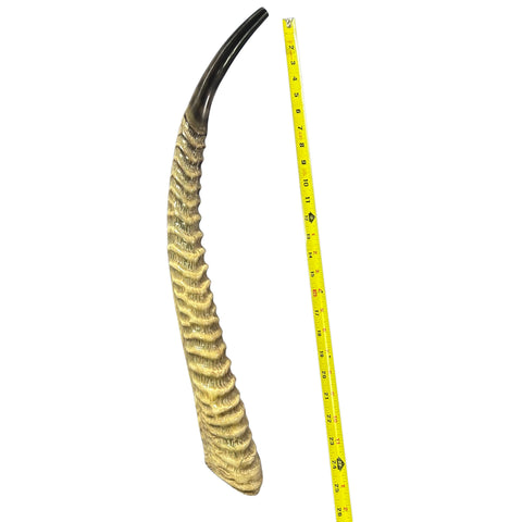 Yemenite Waterbuck Shofar L (25" measured straight) Genuine Waterbuck Horn Judaica Trumpet Kosher-made Waterbuck antelope horn shofar