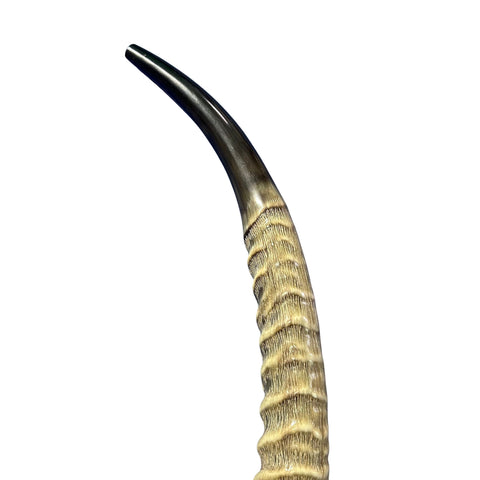 Yemenite Waterbuck Shofar L (25" measured straight) Genuine Waterbuck Horn Judaica Trumpet Kosher-made Waterbuck antelope horn shofar