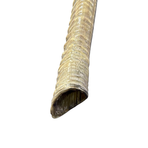 Yemenite Waterbuck Shofar L (25" measured straight) Genuine Waterbuck Horn Judaica Trumpet Kosher-made Waterbuck antelope horn shofar