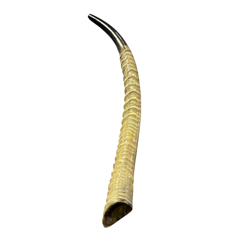 Yemenite Waterbuck Shofar L (25" measured straight) Genuine Waterbuck Horn Judaica Trumpet Kosher-made Waterbuck antelope horn shofar