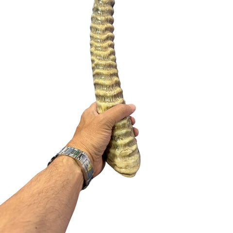 Yemenite Waterbuck Shofar L (25" measured straight) Genuine Waterbuck Horn Judaica Trumpet Kosher-made Waterbuck antelope horn shofar