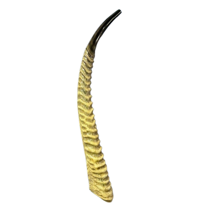 Yemenite Waterbuck Shofar L (25" measured straight) Genuine Waterbuck Horn Judaica Trumpet Kosher-made Waterbuck antelope horn shofar