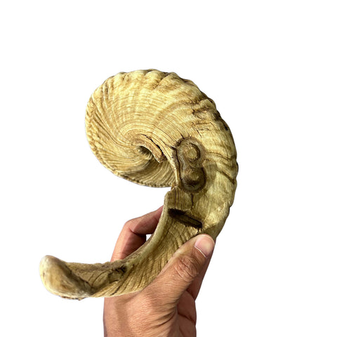 Ram Horn Merino - Genuine Merino Horn Arts and Crafts Antler- Around 28" long Yemenite Ram Horn for Making Shofar - Koshar Made Judaica