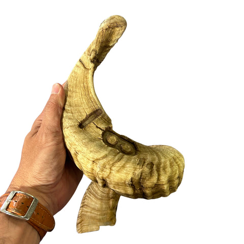 Ram Horn Merino - Genuine Merino Horn Arts and Crafts Antler- Around 28" long Yemenite Ram Horn for Making Shofar - Koshar Made Judaica