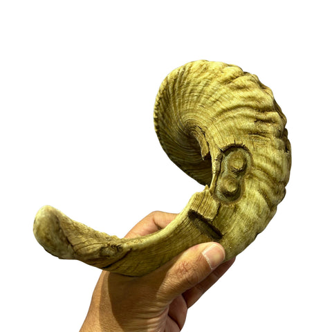 Ram Horn Merino - Genuine Merino Horn Arts and Crafts Antler- Around 28" long Yemenite Ram Horn for Making Shofar - Koshar Made Judaica