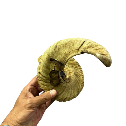 Ram Horn Merino - Genuine Merino Horn Arts and Crafts Antler- Around 28" long Yemenite Ram Horn for Making Shofar - Koshar Made Judaica