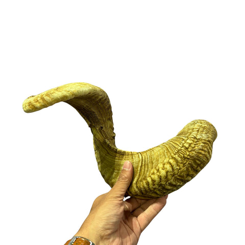 Ram Horn Merino - Genuine Merino Horn Arts and Crafts Antler- Around 28" long Yemenite Ram Horn for Making Shofar - Koshar Made Judaica