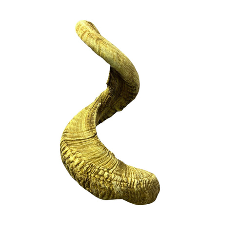 Ram Horn Merino - Genuine Merino Horn Arts and Crafts Antler- Around 28" long Yemenite Ram Horn for Making Shofar - Koshar Made Judaica