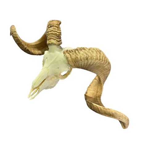 Real Ram Skull - Merino Ram Skull - Size: 21"X13X7" Sheep Skull Horns Wall Art Antler Cowboy Gift, Western Decor, 28" and 29" horns