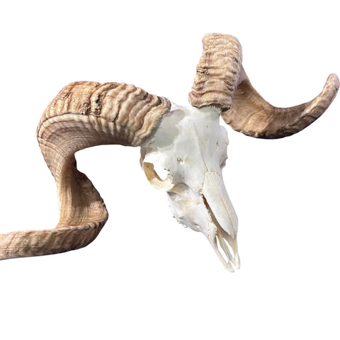 Real Ram Skull - Merino Ram Skull - Size: 21"X13X7" Sheep Skull Horns Wall Art Antler Cowboy Gift, Western Decor, 28" and 29" horns