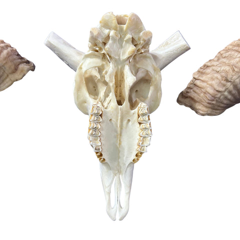 Real Ram Skull - Merino Ram Skull - Size: 21"X13X7" Sheep Skull Horns Wall Art Antler Cowboy Gift, Western Decor, 28" and 29" horns
