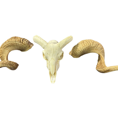 Real Ram Skull - Merino Ram Skull - Size: 21"X13X7" Sheep Skull Horns Wall Art Antler Cowboy Gift, Western Decor, 28" and 29" horns