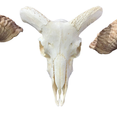 Real Ram Skull - Merino Ram Skull - Size: 21"X13X7" Sheep Skull Horns Wall Art Antler Cowboy Gift, Western Decor, 28" and 29" horns