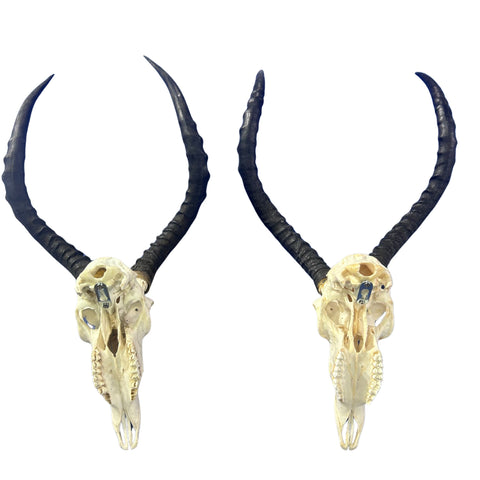 Set of Impala Skulls - 2 Genuine Impala Skulls - 2 African Antelope Cranium