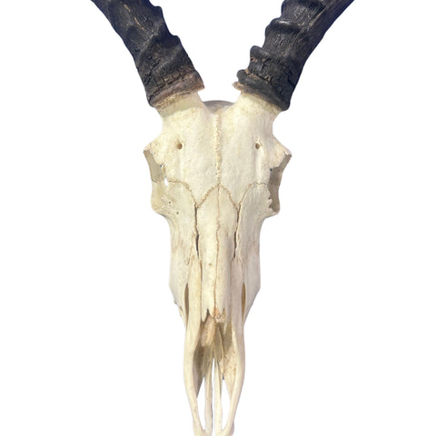 Set of Impala Skulls - 2 Genuine Impala Skulls - 2 African Antelope Cranium