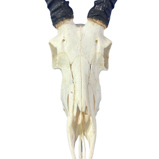 Set of Impala Skulls - 2 Genuine Impala Skulls - 2 African Antelope Cranium