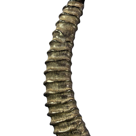 Yemenite Antelope Shofar XXL (30" around curve) Genuine Antelope Horn Judaica Trumpet Kosher-made African antelope Yemenite Shofar