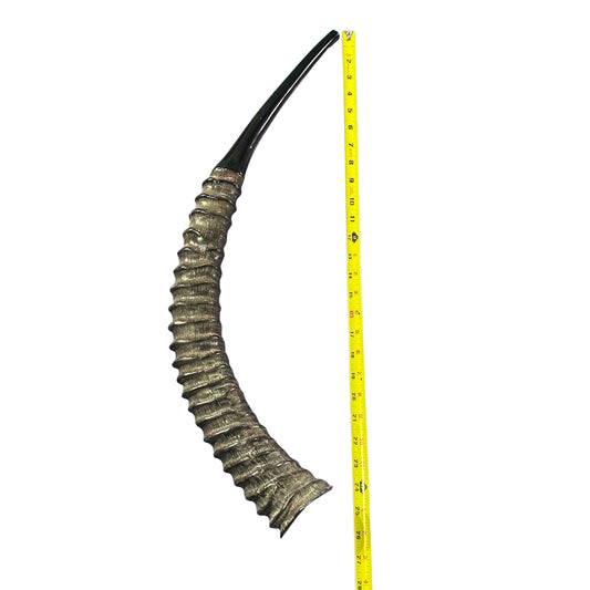 Yemenite Antelope Shofar XXL (30" around curve) Genuine Antelope Horn Judaica Trumpet Kosher-made African antelope Yemenite Shofar