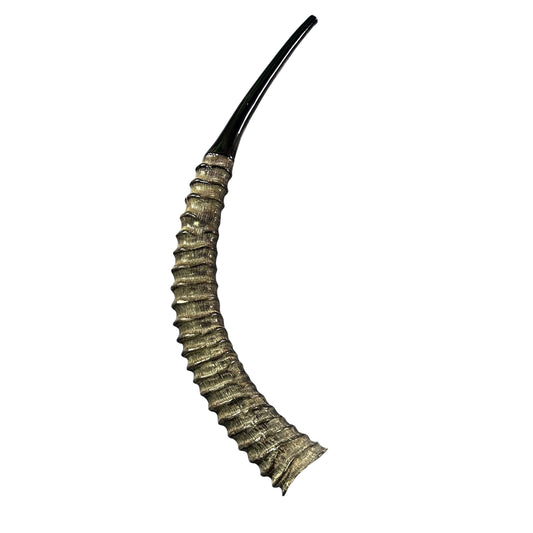 Yemenite Antelope Shofar XXL (30" around curve) Genuine Antelope Horn Judaica Trumpet Kosher-made African antelope Yemenite Shofar