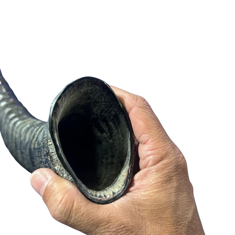 Yemenite Antelope Shofar XXL (30" around curve) Genuine Antelope Horn Judaica Trumpet Kosher-made African antelope Yemenite Shofar