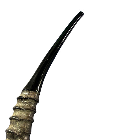 Yemenite Antelope Shofar XXL (30" around curve) Genuine Antelope Horn Judaica Trumpet Kosher-made African antelope Yemenite Shofar