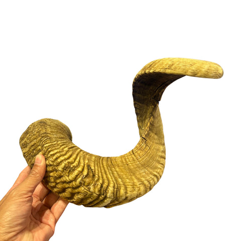 Ram Horn Merino - Genuine Merino Horn Arts and Crafts Antler- Around 31.5" long Yemenite Ram Horn for Making Shofar - Koshar Made Judaica