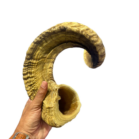 Ram Horn Merino - Genuine Merino Horn Arts and Crafts Antler- Around 31.5" long Yemenite Ram Horn for Making Shofar - Koshar Made Judaica