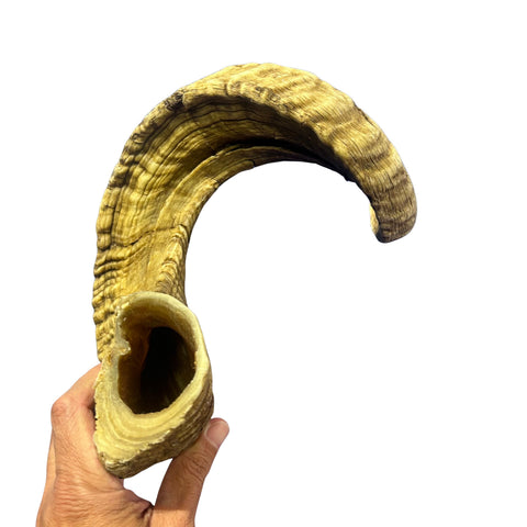 Ram Horn Merino - Genuine Merino Horn Arts and Crafts Antler- Around 31.5" long Yemenite Ram Horn for Making Shofar - Koshar Made Judaica