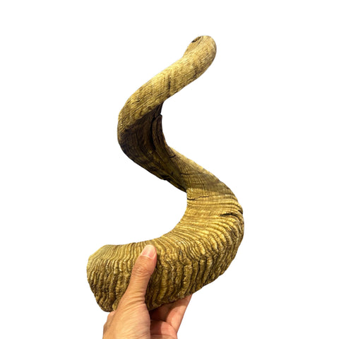 Ram Horn Merino - Genuine Merino Horn Arts and Crafts Antler- Around 31.5" long Yemenite Ram Horn for Making Shofar - Koshar Made Judaica