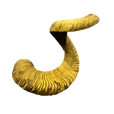 Ram Horn Merino - Genuine Merino Horn Arts and Crafts Antler- Around 31.5" long Yemenite Ram Horn for Making Shofar - Koshar Made Judaica