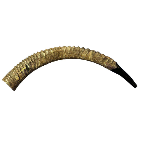 Yemenite Antelope Shofar XXL (31" around curve) Genuine Antelope Horn Judaica Trumpet Kosher-made African antelope Yemenite Shofar