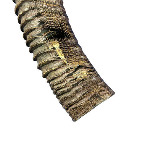 Yemenite Antelope Shofar XXL (31" around curve) Genuine Antelope Horn Judaica Trumpet Kosher-made African antelope Yemenite Shofar
