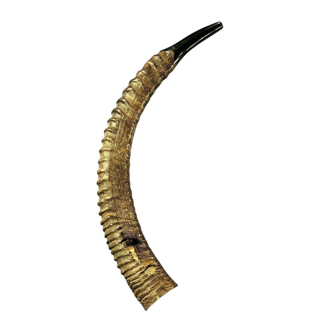 Yemenite Antelope Shofar XXL (31" around curve) Genuine Antelope Horn Judaica Trumpet Kosher-made African antelope Yemenite Shofar