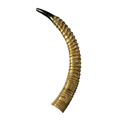 Yemenite Antelope Shofar XXL (31" around curve) Genuine Antelope Horn Judaica Trumpet Kosher-made African antelope Yemenite Shofar