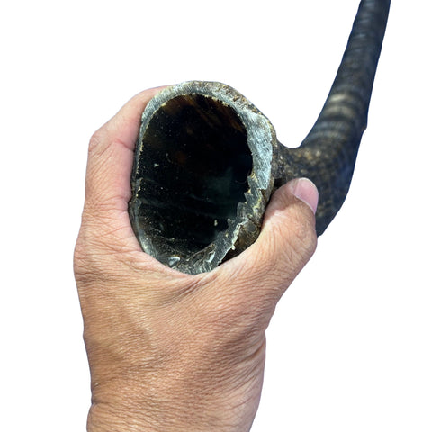 Sable Horn - Real Horn Arts and Crafts Real Horns Real Deer Antlers Real Animal Horns for costumes Sable Antelope Horn 32.5" horn for shofar