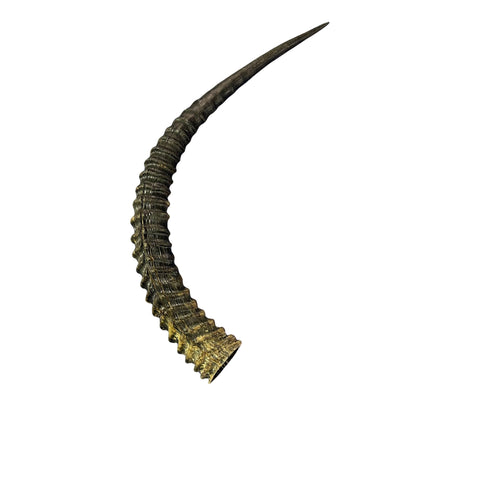 Sable Horn - Real Horn Arts and Crafts Real Horns Real Deer Antlers Real Animal Horns for costumes Sable Antelope Horn 32.5" horn for shofar