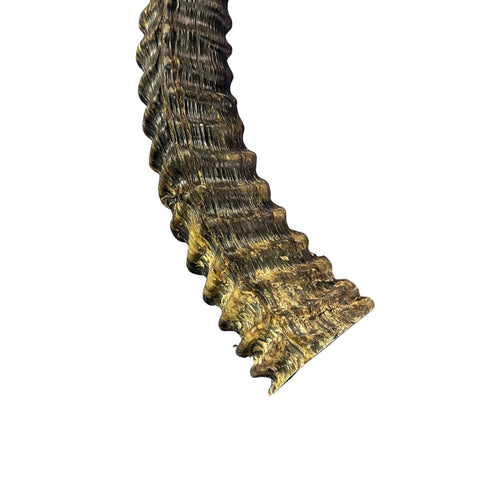 Sable Horn - Real Horn Arts and Crafts Real Horns Real Deer Antlers Real Animal Horns for costumes Sable Antelope Horn 32.5" horn for shofar