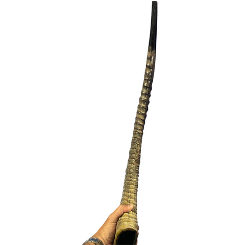 Yemenite Sable Shofar XXXL (38" around curve) Genuine Antelope Horn Judaica Trumpet Kosher-made African antelope horn shofar Yemenite Shofar
