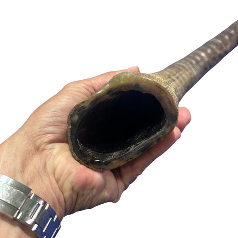 Yemenite Sable Shofar XXXL (38" around curve) Genuine Antelope Horn Judaica Trumpet Kosher-made African antelope horn shofar Yemenite Shofar